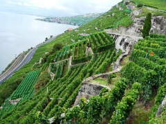 lavaux