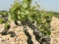 Podloží v Châteauneuf-du-Pape