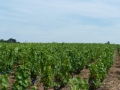 Podloží vinic cru Beaujolais