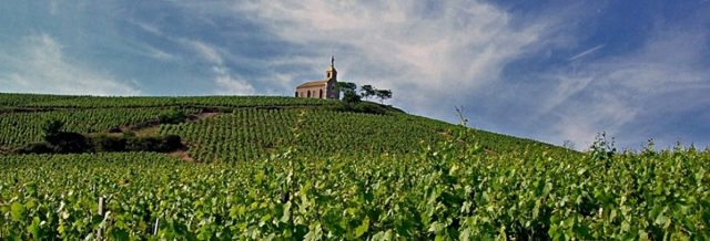 Vinice ve Fleurie