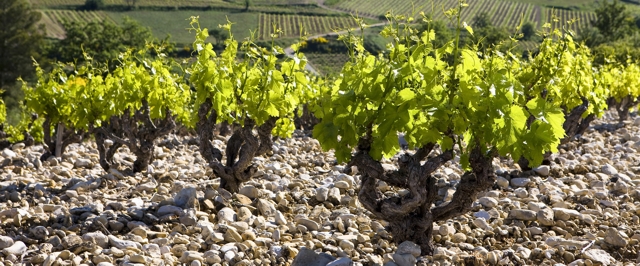 Vinice v Châteauneuf-du-Pape