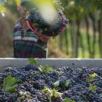 Italská vinařská oblast Veneto