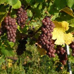 77709_515352475143477_1598398559_o