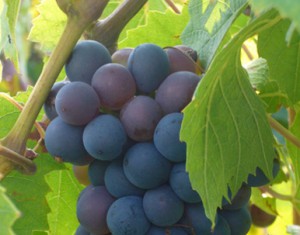 beaujculture-vignes_2