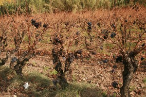 Bandol 2010 006