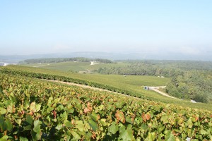 champagne-alexandre-bonnet-vigne-cote-des-bars_b