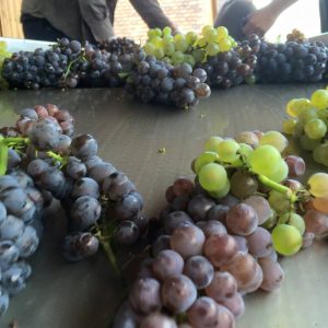 11863427_996749973680047_5545643842626284166_n