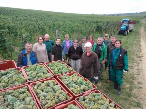 Sauvignon 2015 sklizen