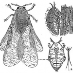 Phylloxera -Dactylosphaera vitifolii