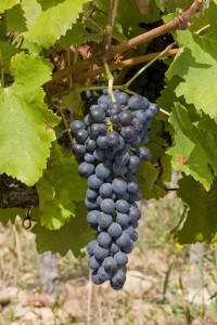 Grappe de raisin de Syrah / Syrah Wine Grape