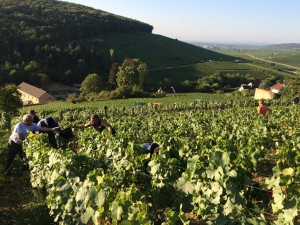 chard11999829_497855783721739_5368522228391265404_o