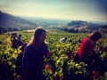 Sklizeň hroznů v Beaujolais ročníku 2015 Sklizeň hroznů v Beaujolais ročníku 2015