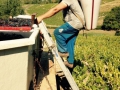 Sklizeň hroznů v Beaujolais ročníku 2015 Sklizeň hroznů v Beaujolais ročníku 2015