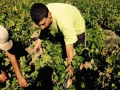 Sklizeň hroznů v Beaujolais ročníku 2015 Sklizeň hroznů v Beaujolais ročníku 2015