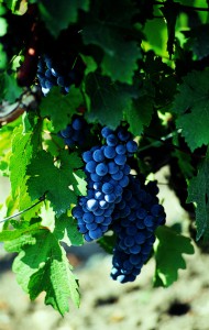 Cabernet Sauvignon