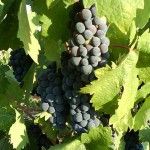 440px-Zinfandel_grapes