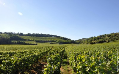 Ceny burgundských vín – jen cesta vzhůru