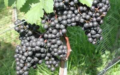 Česká produkce vína zdaleka nestačí, až dvojnásobné množství se do ČR dováží