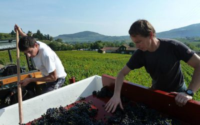 TOP 5 chyb které dělají moravská vinařství v prodeji