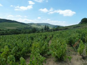Vinice Pardon et Fils v Beaujolais