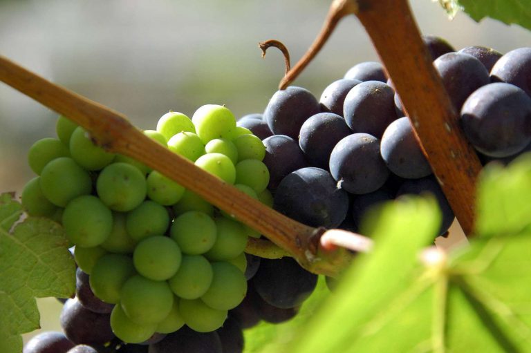Degustaci vína může zhatit i silný parfém nebo pálivé jídlo
