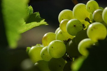 Ekologické vinařství Víno Marcinčák získalo v USA cenu za bio víno Pálava 2017